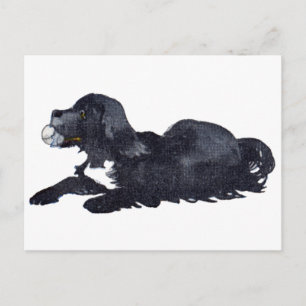 Dog met Ball wil Fetch spelen Briefkaart