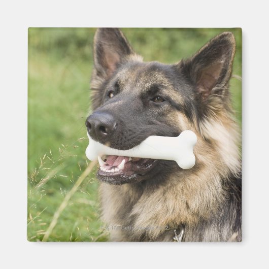 Dog met bot magneet (Voorkant)