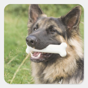 Dog met bot vierkante sticker