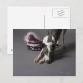 Dog met diva bowl, snuffelvloer briefkaart (Voorkant / Achterkant)