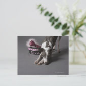 Dog met diva bowl, snuffelvloer briefkaart (Staand voorkant)