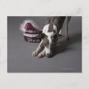Dog met diva bowl, snuffelvloer briefkaart
