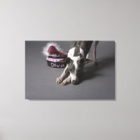 Dog met diva bowl, snuffelvloer
