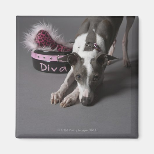 Dog met diva bowl, snuffelvloer magneet (Voorkant)