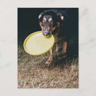 Dog met Frisbee in de mond Briefkaart
