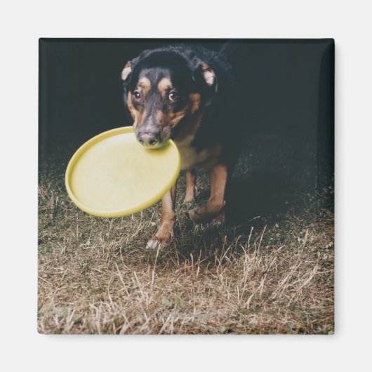 Dog met Frisbee in de mond Magneet (Voorkant)