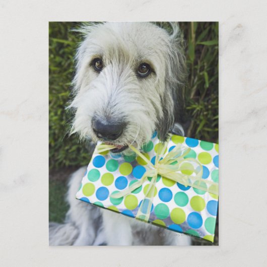 Dog met geschenk in de mond briefkaart (Voorkant)