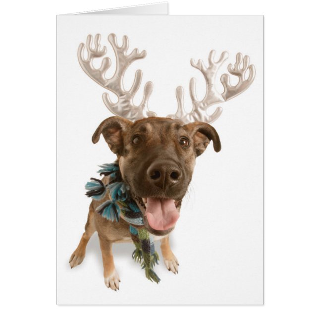 Dog met geweien (Voorkant)