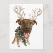 Dog met geweien briefkaart (Voorkant)