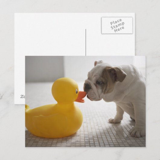 Dog met kunststofeend briefkaart (Voorkant / Achterkant)