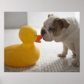 Dog met kunststofeend poster (Voorkant)