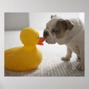 Dog met kunststofeend poster