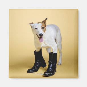 Dog met laarzen magneet