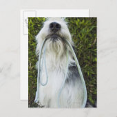 Dog met mondspoeling briefkaart (Voorkant / Achterkant)