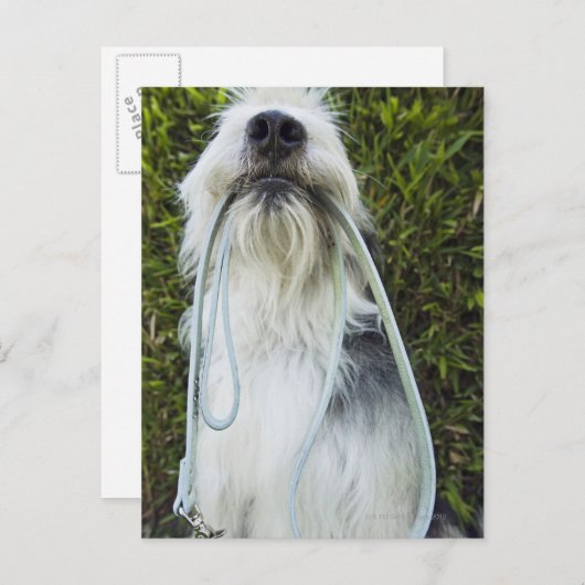 Dog met mondspoeling briefkaart (Voorkant / Achterkant)