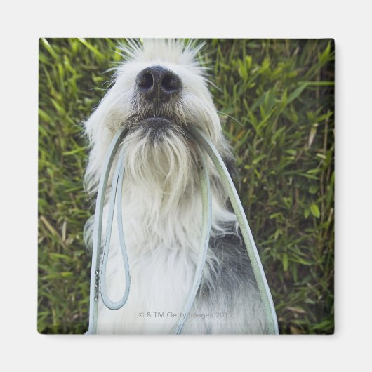 Dog met mondspoeling magneet (Voorkant)