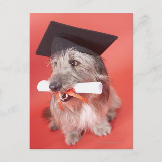 Dog met mortarboard en diploma briefkaart (Voorkant)