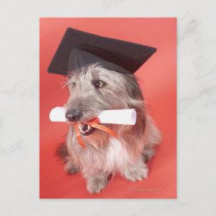 Dog met mortarboard en diploma briefkaart