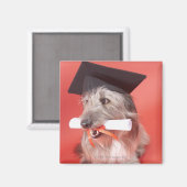 Dog met mortarboard en diploma magneet (Voorkant / Achterkant)