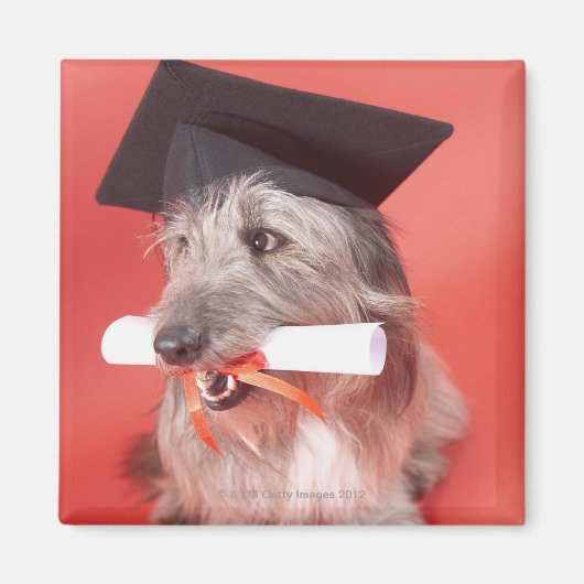 Dog met mortarboard en diploma magneet (Voorkant)