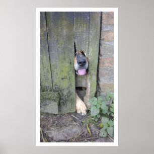 Dog met neus door gat in hek poster