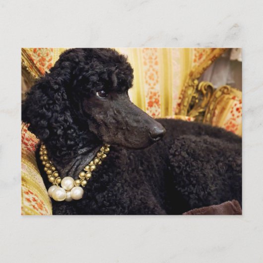 Dog met Pearl Ketting Briefkaart (Voorkant)