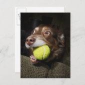 Dog met Tennis Ball Briefkaart (Voorkant / Achterkant)