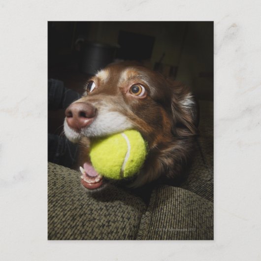 Dog met Tennis Ball Briefkaart (Voorkant)