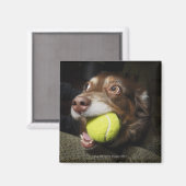 Dog met Tennis Ball Magneet (Voorkant / Achterkant)