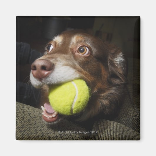 Dog met Tennis Ball Magneet (Voorkant)