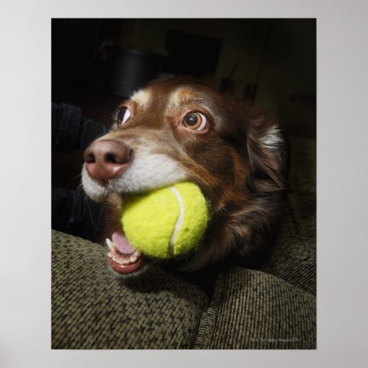Dog met Tennis Ball Poster (Voorkant)