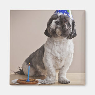 Dog met verjaardag magneet