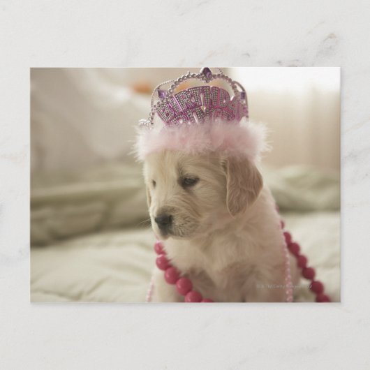 Dog met versieringen op bed briefkaart (Voorkant)