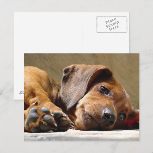 Dog mist je briefkaart (Voorkant / Achterkant)