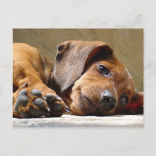 Dog mist je briefkaart
