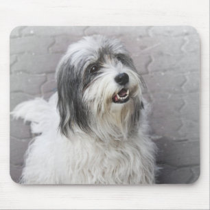 Dog Muismat