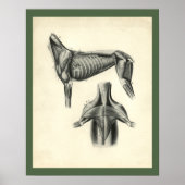 Dog Muscle Veterinary Anatomie Print (Voorkant)