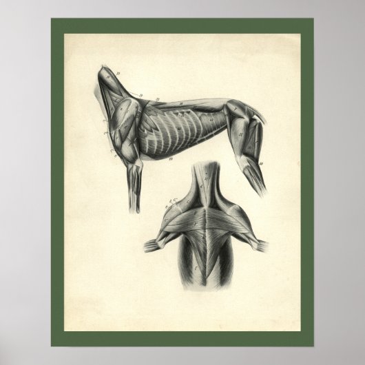Dog Muscle Veterinary Anatomie Print (Voorkant)