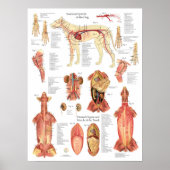 Dog Muscles Arteries Anatomy Chart Poster (Voorkant)