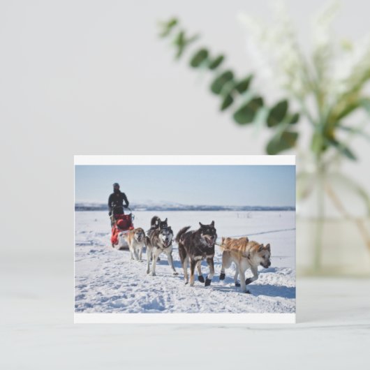 Dog Mushing Alaska Briefkaart (Staand voorkant)