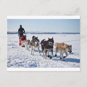 Dog Mushing Alaska Briefkaart