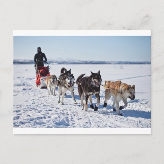 Dog Mushing Alaska Briefkaart (Voorkant)