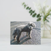 Dog noemde Louis Briefkaart (Staand voorkant)