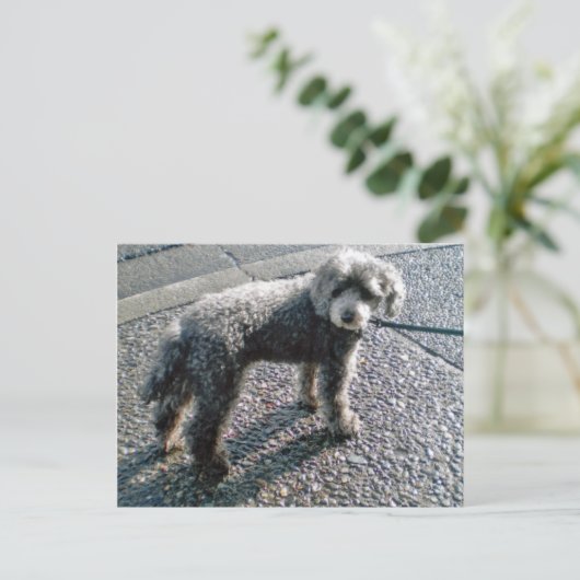 Dog noemde Louis Briefkaart (Staand voorkant)