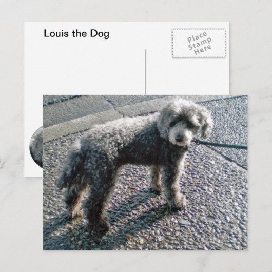 Dog noemde Louis Briefkaart (Voorkant / Achterkant)