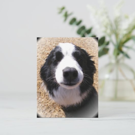 Dog Nose-Briefkaarten Briefkaart (Staand voorkant)