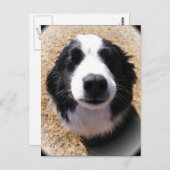 Dog Nose-Briefkaarten Briefkaart (Voorkant / Achterkant)