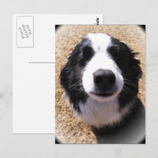 Dog Nose-Briefkaarten Briefkaart (Voorkant / Achterkant)