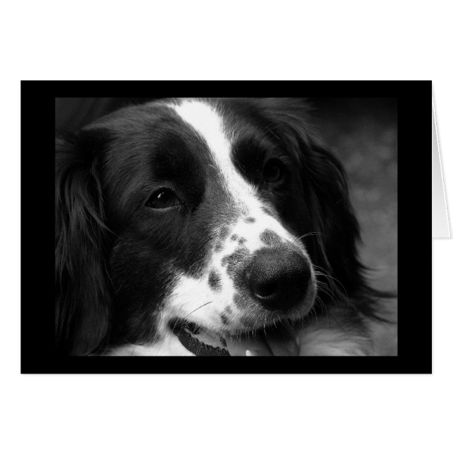 Dog of Wonder (Voorkant Horizontaal)