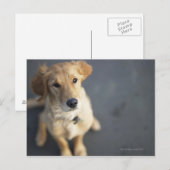 Dog omhoog briefkaart (Voorkant / Achterkant)